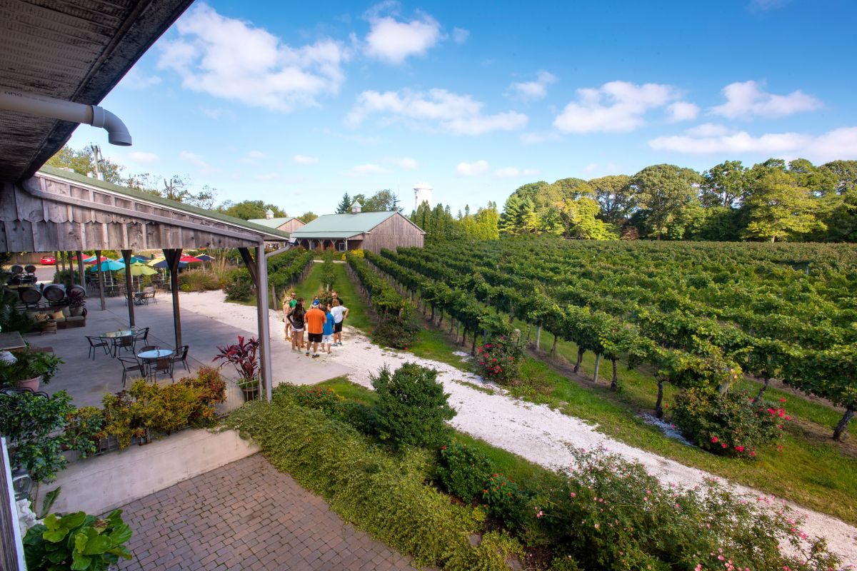 Overlooking the Cape May Winery and Vineyard with vines next to covered outdoor seating area and barns in background